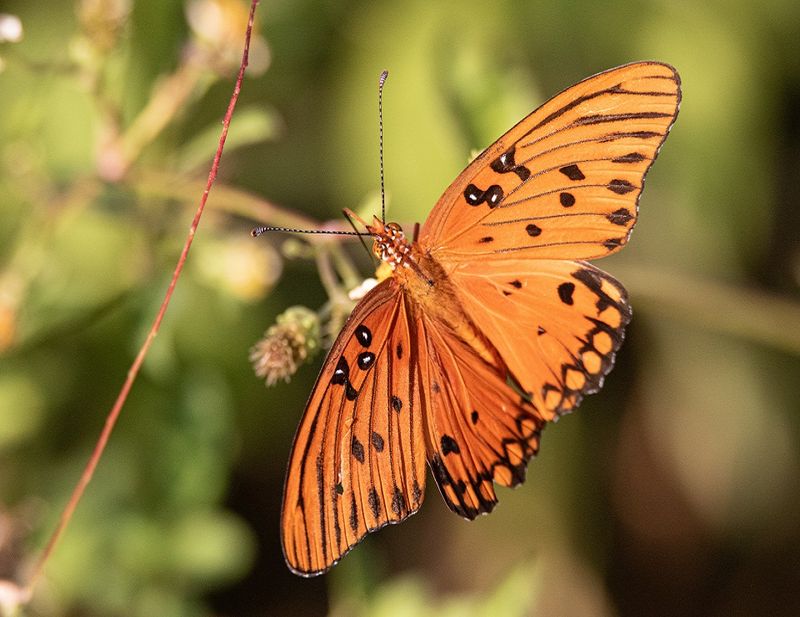 A passion vine can turn a bare fence into Gulf fritillary habitat A passion vine can turn a bare fence into Gulf fritillary habitat