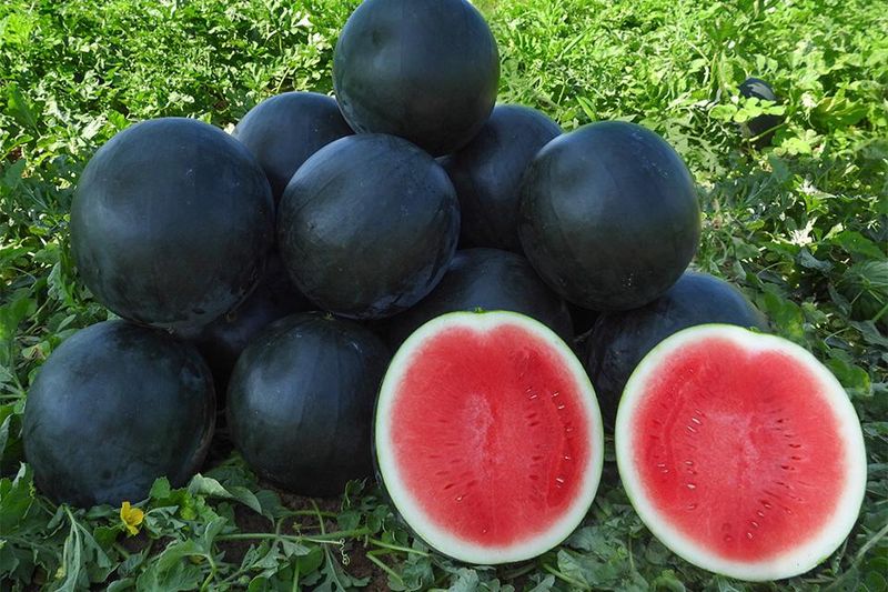 A reported red rind needs verification first