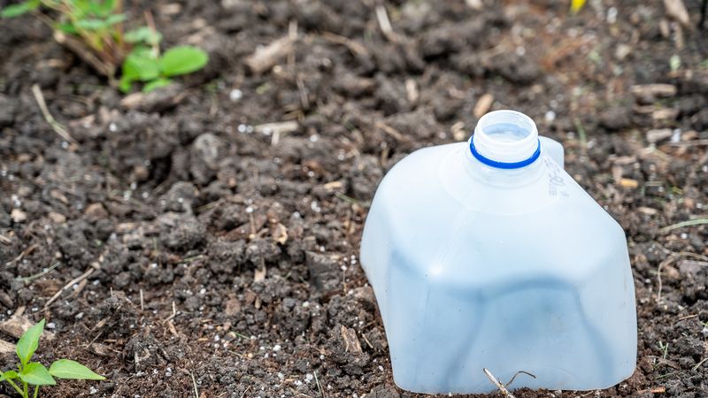 A reused milk jug can help during a light frost A reused milk jug can help during a light frost