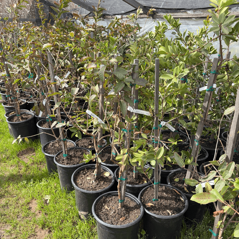 A rooted cutting still needs years before it becomes a fruiting tree