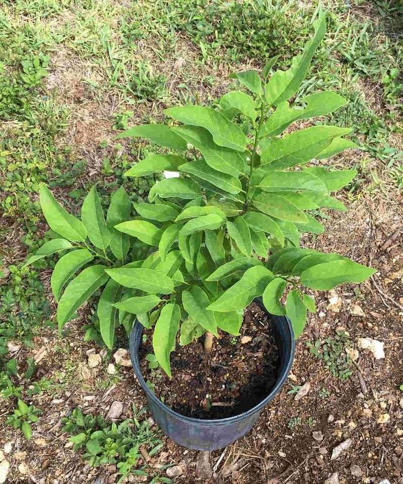 A seedling does not guarantee the same fruit or a harvest
