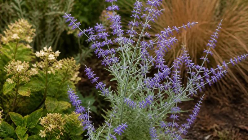 A separate Russian sage study reported protection for up to 135 minutes A separate Russian sage study reported protection for up to 135 minutes