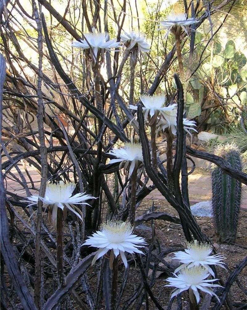 A short bloom season does not mean one guaranteed night