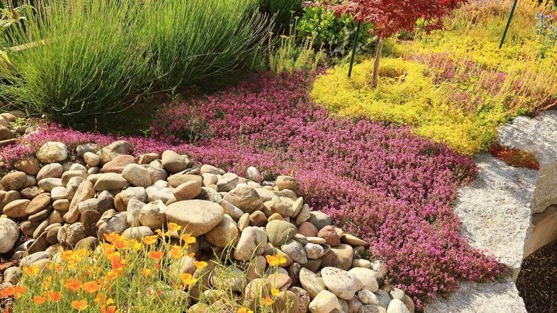 A smaller plant is not automatically a water-saving swap A smaller plant is not automatically a water-saving swap