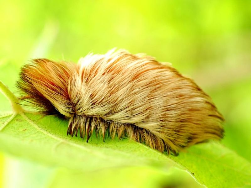 A sting can produce immediate burning pain
