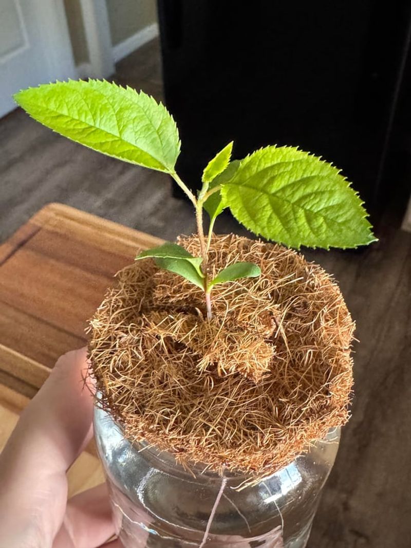 A successful sprout does not promise a familiar apple A successful sprout does not promise a familiar apple