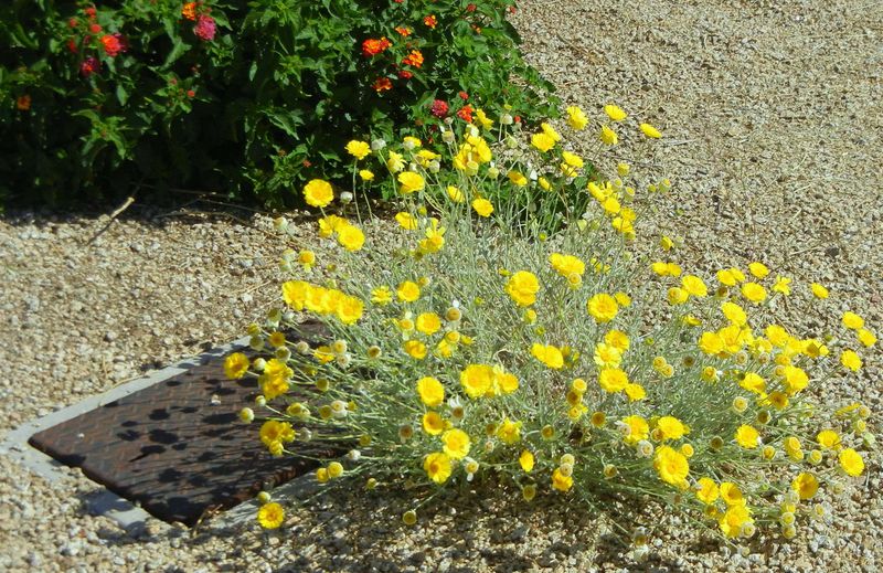 A sunny, well-drained entry bed may suit this Arizona native A sunny, well-drained entry bed may suit this Arizona native