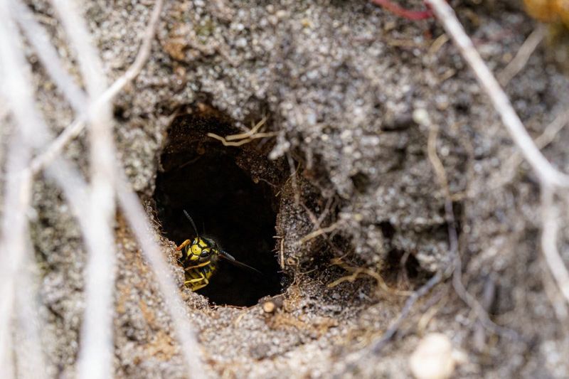 A suspected nest should change the work plan A suspected nest should change the work plan