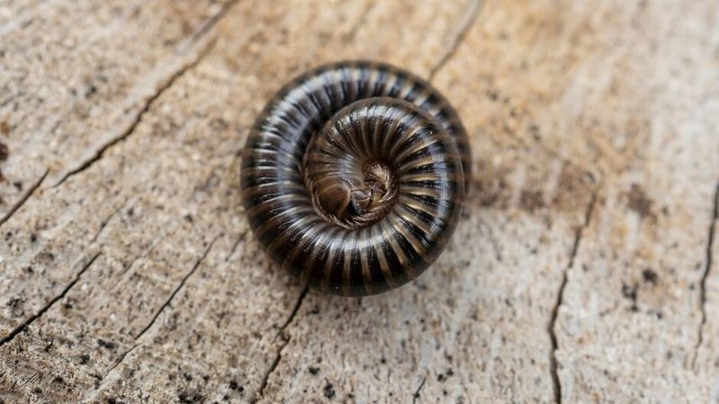 A tight spiral points toward a millipede
