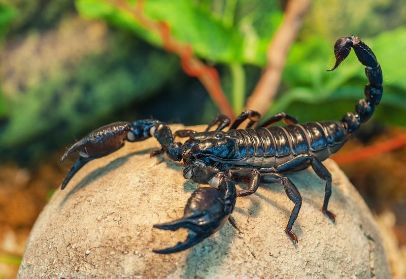 A tree is not a scorpion-repellent planting A tree is not a scorpion-repellent planting