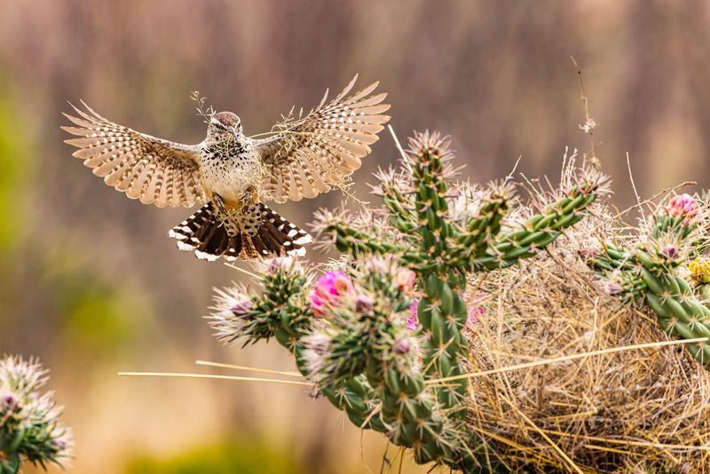 A yard can offer food, shelter, or a place to roost A yard can offer food, shelter, or a place to roost