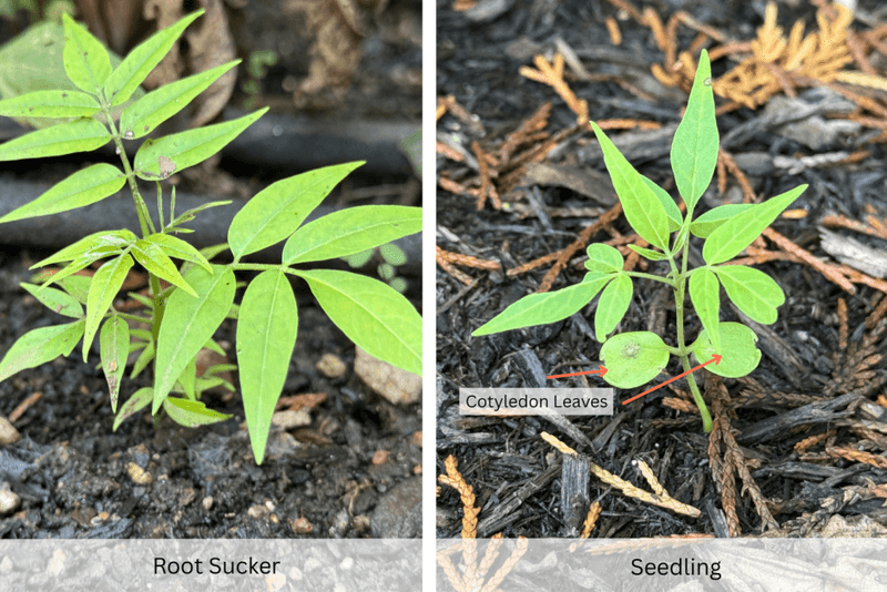A young plant may come from seed or a connected root A young plant may come from seed or a connected root