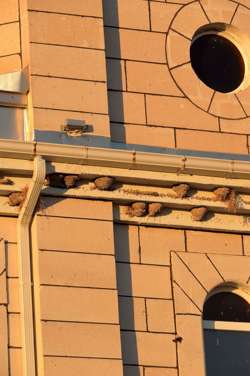 Abandoned Burrows And Wall Voids Make Perfect Nest Sites Abandoned Burrows And Wall Voids Make Perfect Nest Sites