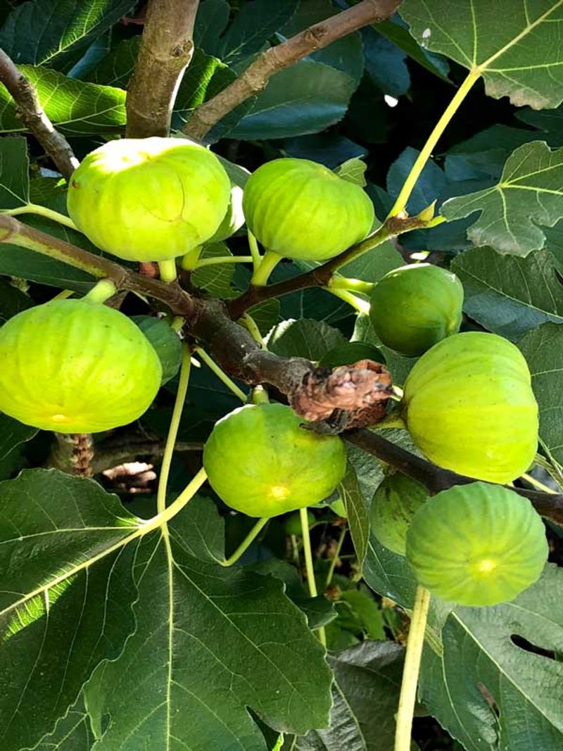 Accept Some Fruit Will Not Ripen