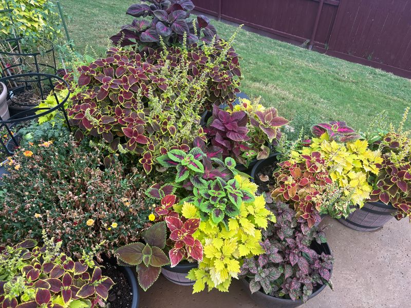 Acclimate Plants Before Returning Them Outdoors Acclimate Plants Before Returning Them Outdoors