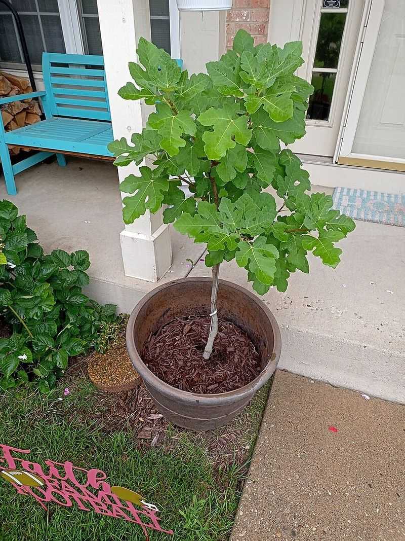 Acclimate the Young Fig Before Arizona Sun and Heat Acclimate the Young Fig Before Arizona Sun and Heat