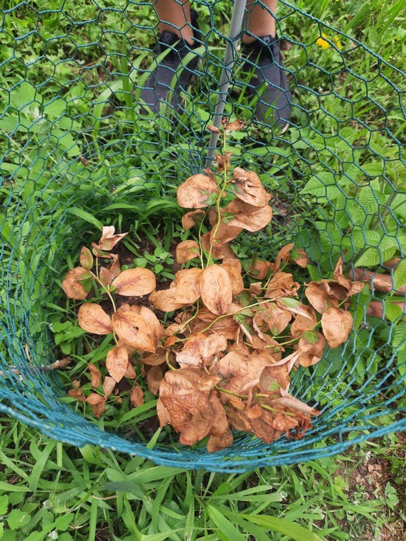 Acid Loving Plants Suffer From Overuse Acid Loving Plants Suffer From Overuse