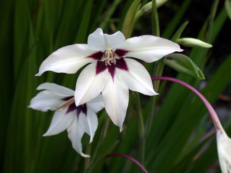 Acidanthera Corms Reward Gardeners Who Dig Early
