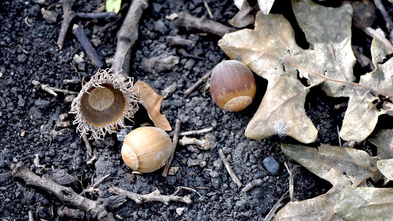 Acorns And Other Fallen Nuts Acorns And Other Fallen Nuts