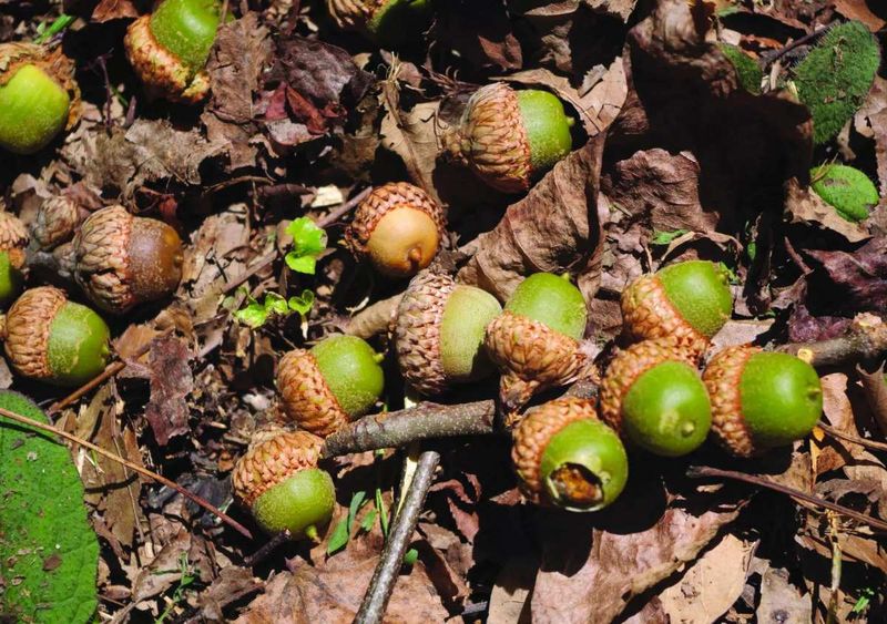 Acorns And Wild Nuts Draw Them Closer Acorns And Wild Nuts Draw Them Closer
