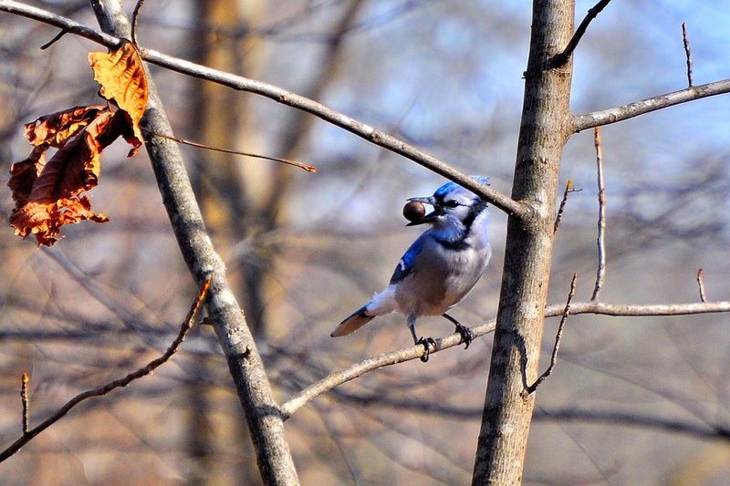 Acorns Give Blue Jays A Major Reason To Visit In Fall