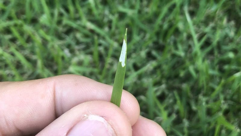 Act While The Caterpillars Are Small And The Bermudagrass Can Bounce Back