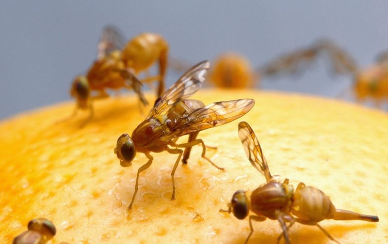 Active Quarantines Do Carry Real Penalties