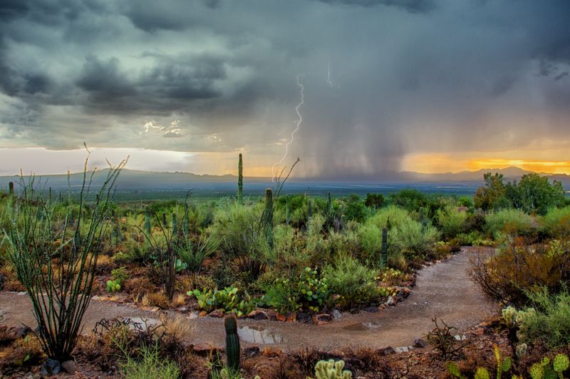 Adapt Your Watering During Monsoon Season