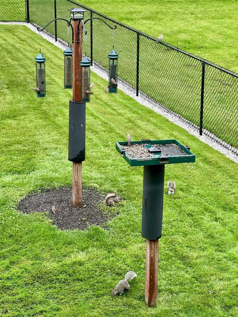 Add A Baffle So Squirrels Don't Hog The Suet Add A Baffle So Squirrels Don't Hog The Suet