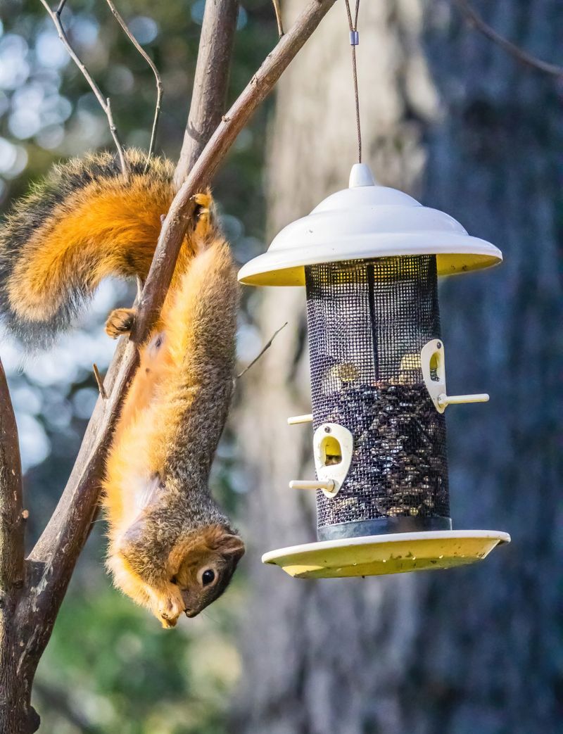 Add A Baffle To Finally Outsmart The Squirrels