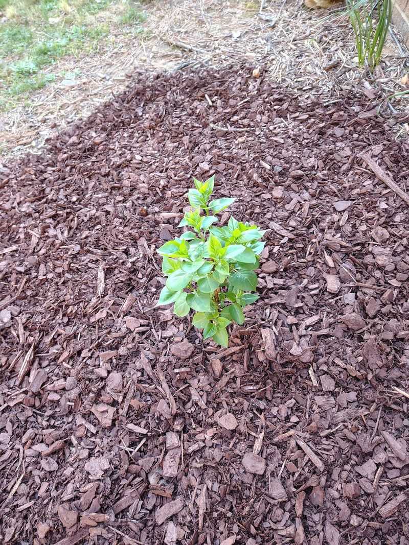 Add A Protective Mulch Layer Around The Root Zone