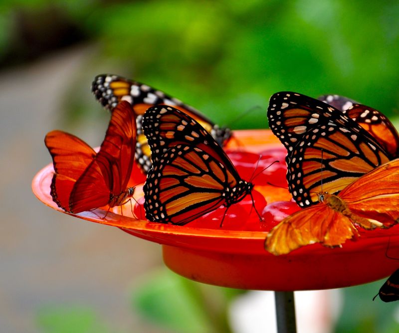 Add A Shallow Ohio-Friendly Water Source For Monarchs