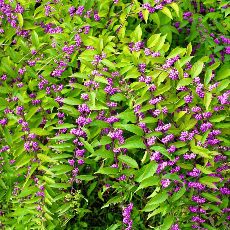 Add Beautyberry To A Wildlife-Friendly Texas Yard