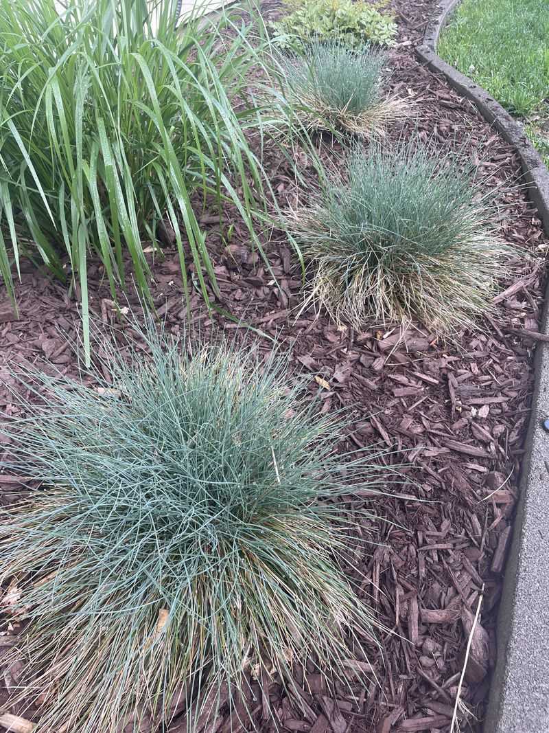 Add Blue Fescue For Narrow Ground Coverage