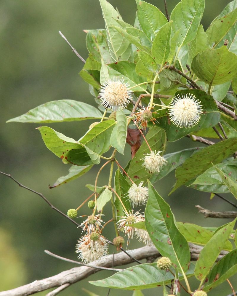 Add Buttonbush For Flowers, Wildlife, And Fall Interest