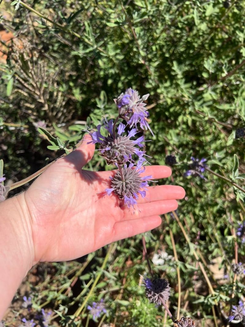 Add Cleveland Sage For Fragrant Texture