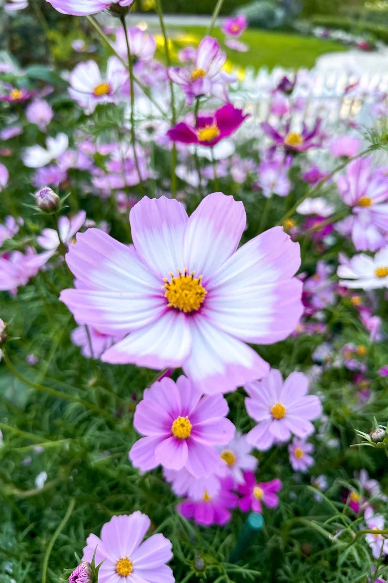 Add Cosmos For Extra Color And Food
