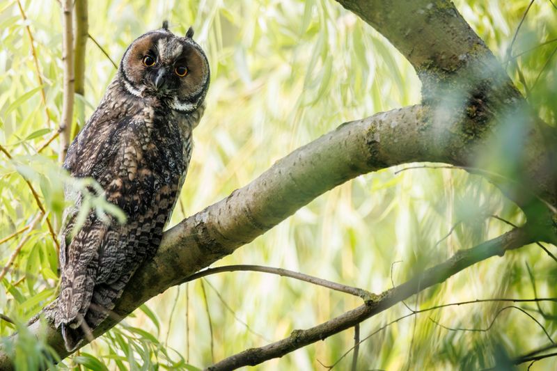 Add Dense Native Cover For Safer Owl Hunting Add Dense Native Cover For Safer Owl Hunting