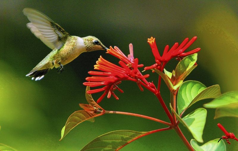 Add Firebush For Natural Fall Nectar