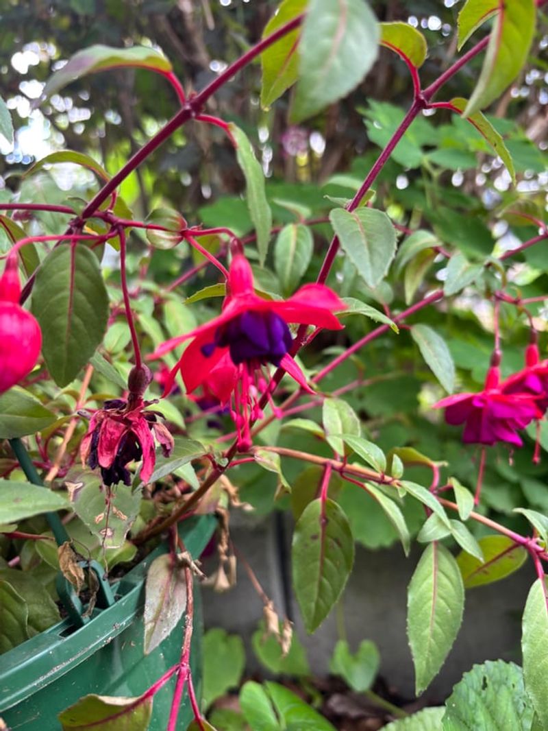 Add Fuchsia Flowering Plants For Shady Spots Add Fuchsia Flowering Plants For Shady Spots