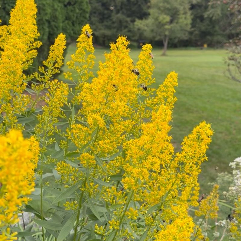 Add Goldenrod To A Texas-Friendly Pollinator Garden