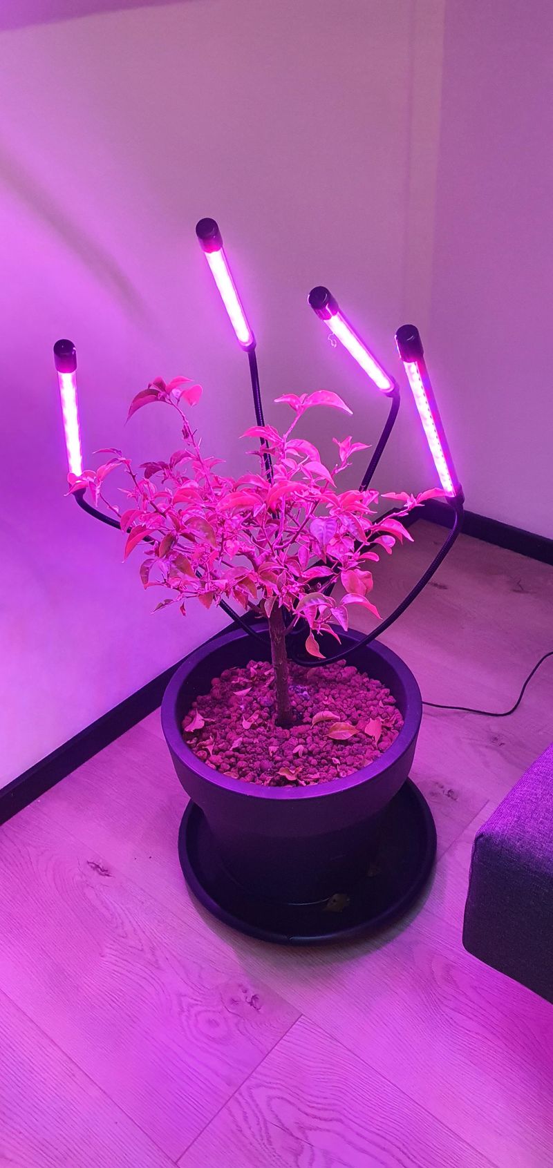 Add Grow Lights For Indoor Blooms