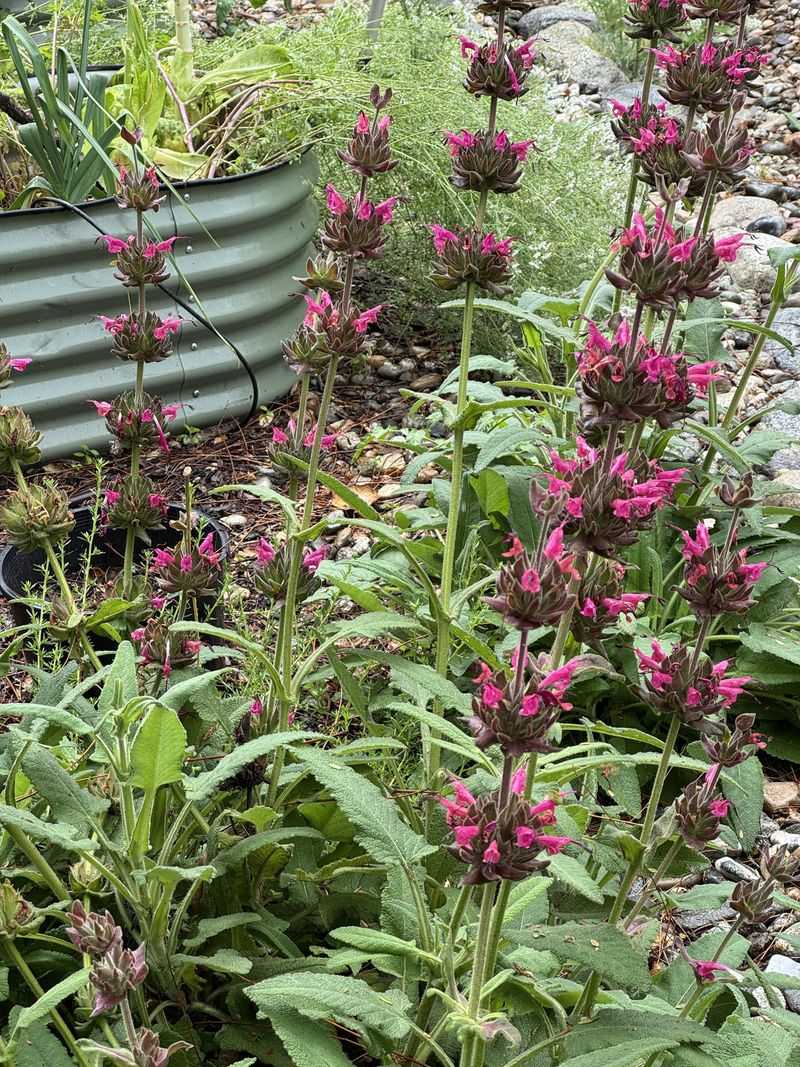 Add Hummingbird Sage In Shaded Corners