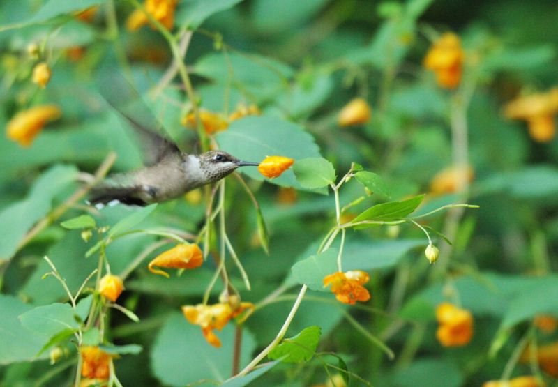 Add Jewelweed Near Shady Garden Areas Add Jewelweed Near Shady Garden Areas