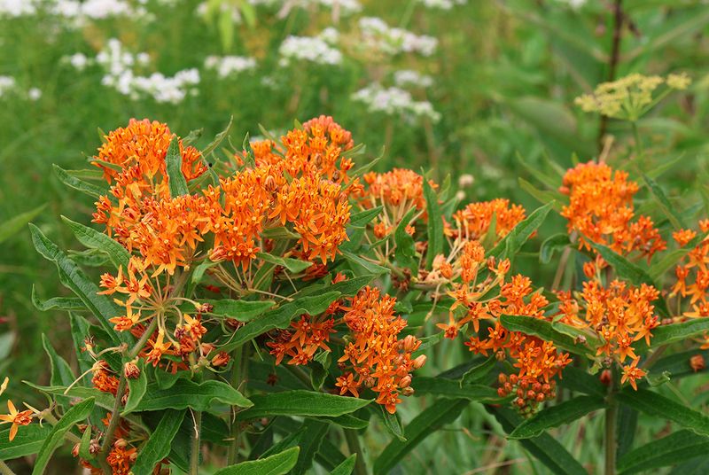 Add Milkweed For Color Without Deep Woody Roots Add Milkweed For Color Without Deep Woody Roots