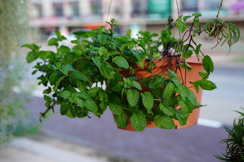 Add Mint For A Strong Scented Garden Companion
