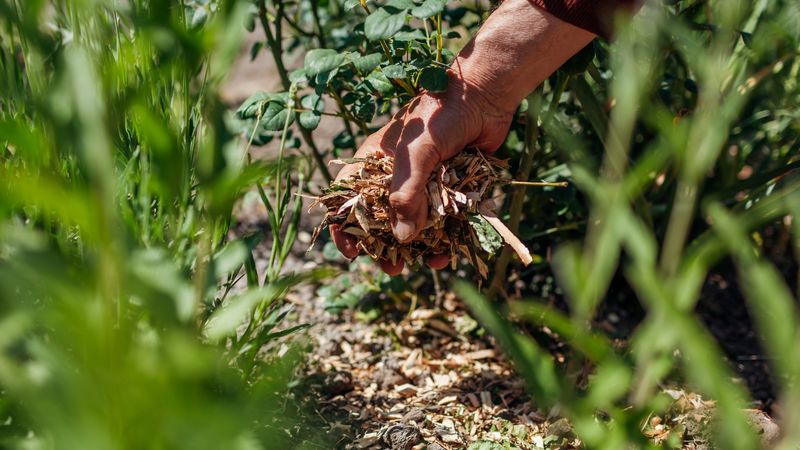 Add Mulch Around Plants To Hold Moisture Through Winter