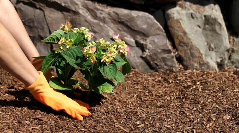 Add Mulch Around The Root Zone