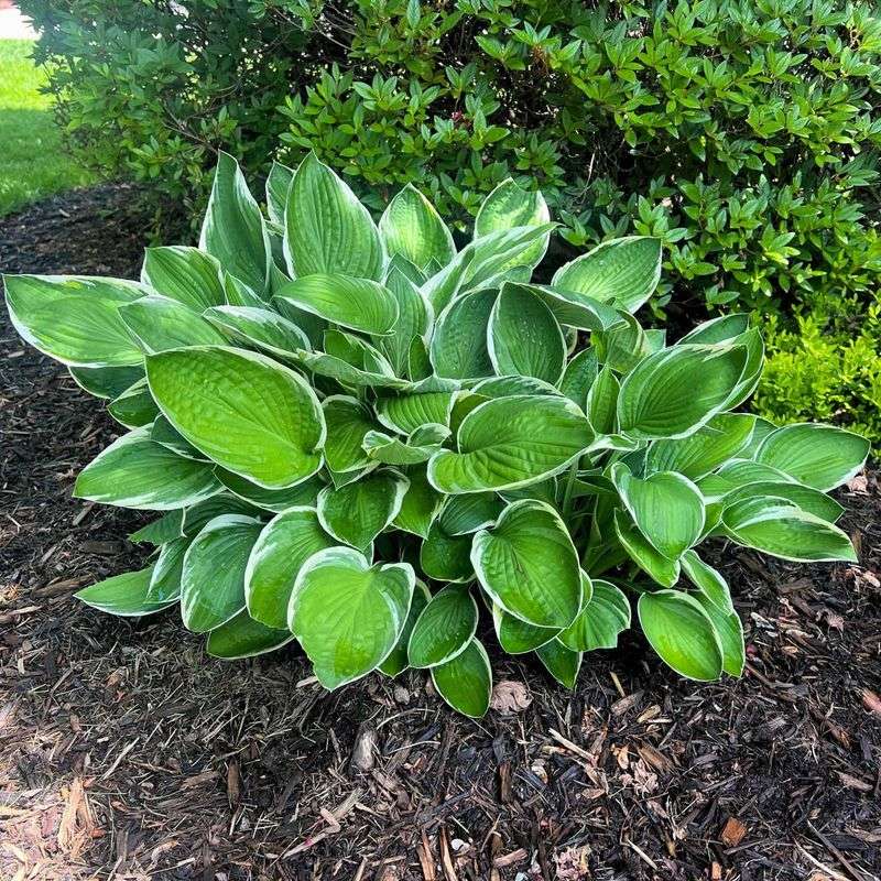 Add Mulch But Keep The Crown Clear