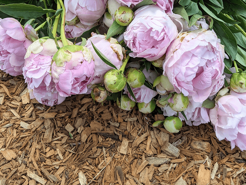 Add Mulch Carefully To Protect Peonies Through Winter Add Mulch Carefully To Protect Peonies Through Winter